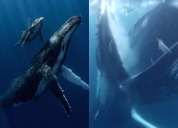 "Thủy quái" khổng lồ bất ngờ lao đến dưới biển sâu: Thợ lặn suýt bị nuốt chửng trong tích tắc