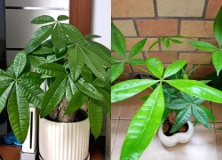 Tôi khuyên bạn hãy bỏ ngay cây kim ngân trong nhà, nếu không muốn "rước xui" và chỉ còn lại chậu đất trống