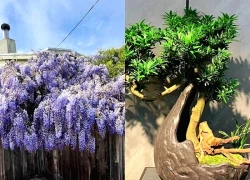 3 cây càng trồng lâu gia đình càng hưng thịnh, con cháu đời sau dễ thành tài