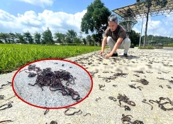 Chuyện lạ ở Quảng Ngãi: Hàng nghìn giun đất trồi lên vỉa hè, chuyên gia lý giải