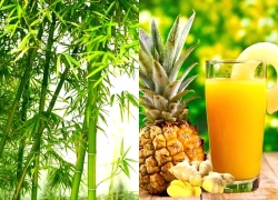 Dứa và Tre trong y học cổ truyền và tiềm năng ứng dụng trong y học hiện đại