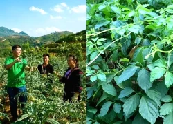 Giảo cổ lam: Tri thức bản địa Hoàng Liên Sơn và giá trị y học hiện đại