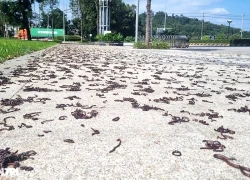 Hiện tượng hàng nghìn con giun đất chết ở Quảng Ngãi dưới góc nhìn khoa học