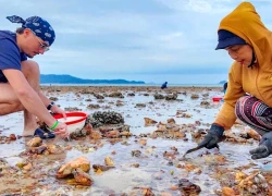 "Khách Tây" rạng rỡ gặt lúa, đi cày cùng nông dân trên đảo Cô Tô