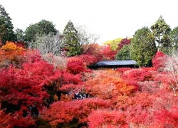 Lượng khách Việt tìm kiếm du lịch Hàn Quốc, Nhật Bản tăng vọt mùa thu này