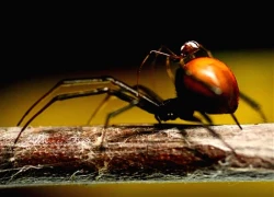 Nhật Bản cấp tập ngăn nhện độc từ căn cứ Mỹ lan ra bên ngoài