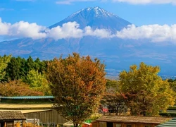 Nhật Bản: Sắc Thu rực rỡ của vùng núi Phú Sĩ trong tiết trời se lạnh đầu Đông