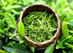 Những ai nên hạn chế uống trà xanh?