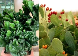 Ông bà dặn không sai: 3 cây đuổi tà ma trừ âm khí, nhà nào cũng nên trồng