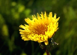 Tháng sinh Âm lịch của người bản lĩnh, càng khó khăn càng mạnh mẽ