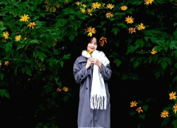 Vườn quốc gia Ba Vì rực vàng mùa hoa dã quỳ