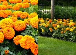 1 loại cây đuổi muỗi và rắn hiệu quả: Nhà nào cũng nên trồng