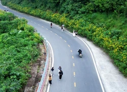 Ba Vì sau ngày 'vỡ trận' check-in, hoa dã quỳ có còn rực rỡ?