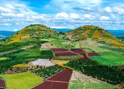 Đà Lạt mùa dã quỳ và nắng vàng rực rỡ