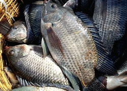 Loại cá được ví như "gà nước" do thịt trắng: Người Mỹ cực yêu thích, chợ Việt bán rẻ, sẵn quanh năm