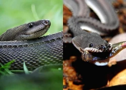 Loài rắn kỳ lạ hiếm khi vượt quá 60 cm, được người dân coi là "rồng sống": Có cách phòng vệ rất đặc biệt