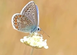 Những số cuối ngày sinh Âm lịch hé lộ bí mật về sự giàu có