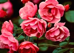 Tuần mới, 4 con giáp bước vào vận may tài lộc, tiền bạc dư dả