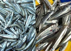 3 loại cá 'tốt hơn cả cá hồi', ở chợ Việt vừa nhiều vừa rẻ nhất cái số 1