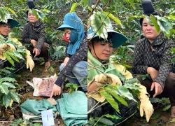 3 phụ nữ bị khởi tố vì hái trộm 6 bao tải cà phê