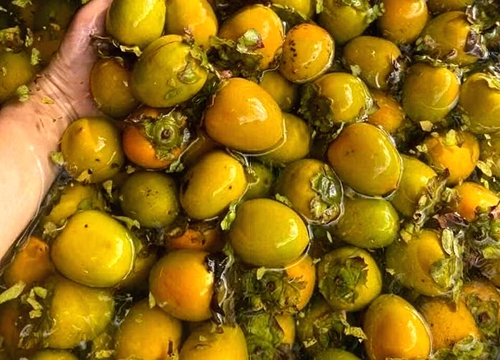 Ăn quá nhiều một loại quả đặc sản mùa thu, người phụ nữ phải nội soi cấp cứu