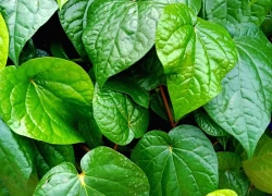 Cách dùng lá trầu không giảm axit uric