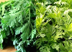 Đừng bỏ qua những tác dụng bất ngờ của rau cải cúc với sức khỏe