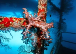 Mỹ sắp có rạn san hô nhân tạo lớn nhất thế giới