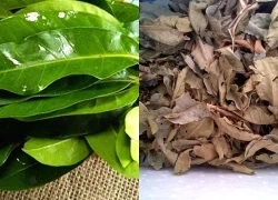 Nên dùng lá vối tươi hay khô là tốt nhất?