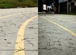 Ngày thứ 2 liên tiếp, giun đất bủa vây đường chạy bộ khiến người dân 'nổi da gà'