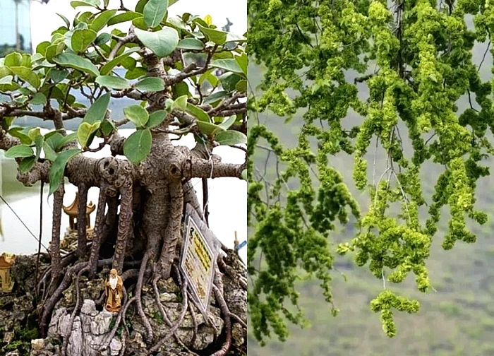 Người xưa dặn kỹ: 5 cây trước nhà không nên chặt kẻo tán tài, con cháu lụi bại