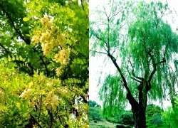 Người xưa dặn: Tránh xa 5 loại cây "âm" này vì dễ rước vận xấu vào nhà