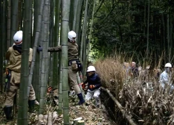 Nhật Bản đối phó với làn sóng khắc chữ lên thân cây