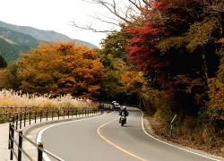 Sắc thu trên cánh đồng cỏ lau Sengokuhara ở Nhật Bản