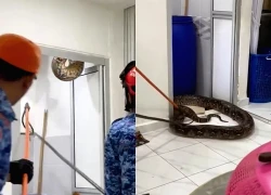 Trăn khổng lồ chọc thủng trần nhà vệ sinh, gây kinh hãi ở Malaysia