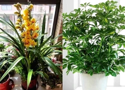 Trong nhà trồng 3 loại cây này tài lộc kéo vào như nước, người giàu cực thích, mang lại may mắn cho gia chủ