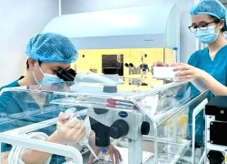 Vi nhựa xâm nhập nang trứng: Báo động mới với khả năng sinh sản nữ