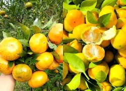 12 siêu thực phẩm tăng cường miễn dịch tốt nhất trong mùa lạnh