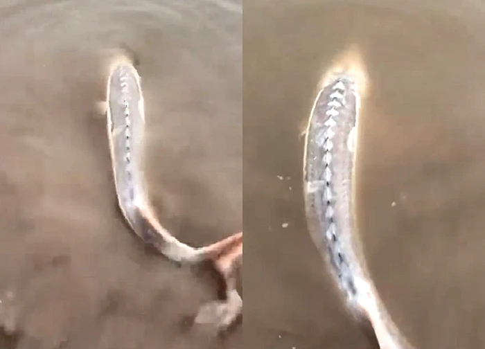 Câu được con cá màu trắng, người đàn ông sợ hãi thả lại sông