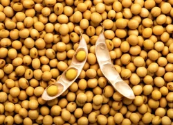 Đậu tương Mỹ sang Trung Quốc tiếp tục trì trệ bất chấp cam kết của Bắc Kinh