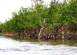 Du khách thích thú trải nghiệm rừng ngập mặn ở Đồ Sơn