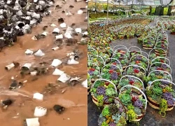 Lũ cuốn trôi vườn sen đá tiền tỷ của chủ vườn lớn nhất Đà Lạt