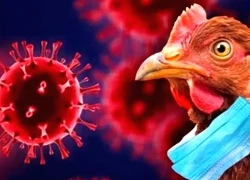 Mỹ ghi nhận ca tử vong đầu tiên do cúm gia cầm H5N5