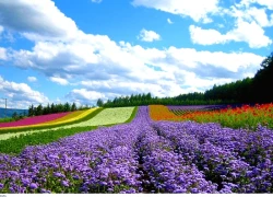 Tham vọng lớn của Nhật Bản: Biến đảo hoa Hokkaido thành thung lũng chip toàn cầu