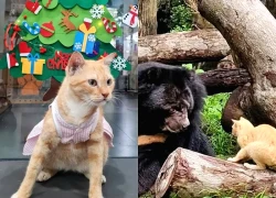 'Trưởng chuồng' mèo Mika nổi tiếng ở Thảo Cầm Viên giờ ra sao?