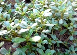 Rau sam có tác dụng gì? 7 lợi ích sức khỏe không thể bỏ qua