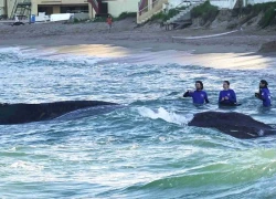 Bỉ, Tây Ban Nha thành lập liên minh bảo vệ sự sống đại dương