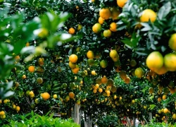 Cam, hồng nhuộm vàng cả triền đồi trên cao nguyên Mộc Châu