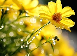 Chỉ cần xem ngày sinh Âm lịch là biết gia đình có vượng phát hay không