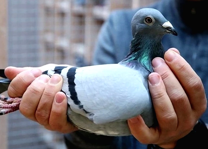 Choáng với bồ câu 35 tỷ: Đắt đỏ đến mức phải thuê vệ sĩ riêng bảo vệ